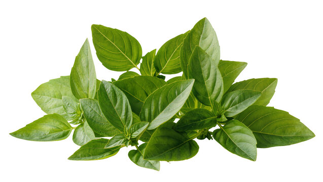 Fresh vibrant green basil leaves bunch close-up