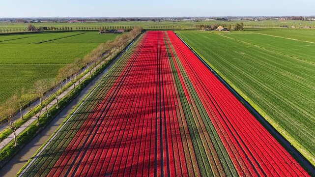 Flying over a field of red tulips in the Dutch countryside