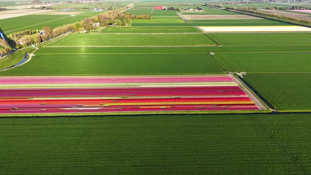 Video over grass and tulips fields in the Netherlands