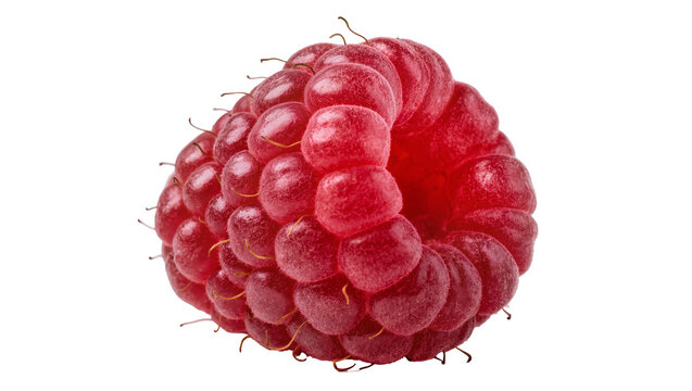 Ripe juicy red raspberry with delicate stem and tiny hairs