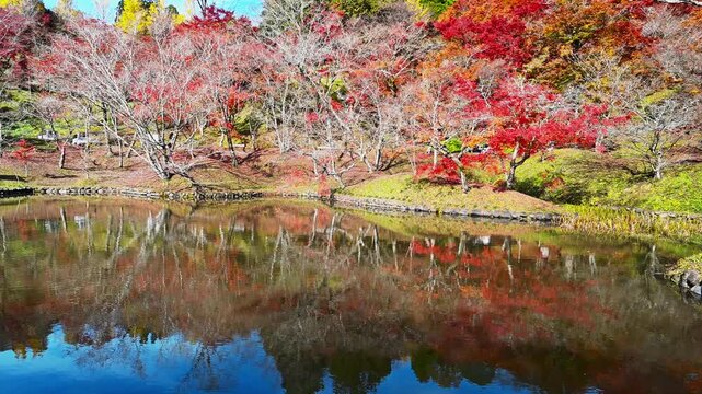 水鏡に映る、五百の紅葉。用作公園で出会う静謐な秋
「 日本の秋を彩る紅葉と、静かな水面にリフレクションする木々。癒やしの自然景観ビデオ」
大分県豊後大野市朝地町(用作公園)
Five hundred autumn leaves reflected in the water's surface. A tranquil autumn encounter at Yosaku Park.