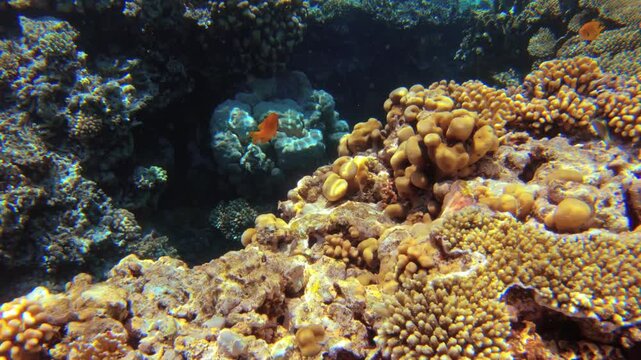 Underwater seascape on the coral reef in Red Sea, Egypt
