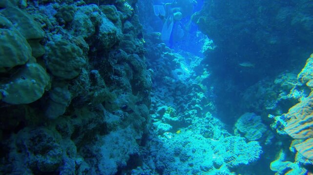 Underwater seascape on the coral reef in Red Sea, Egypt