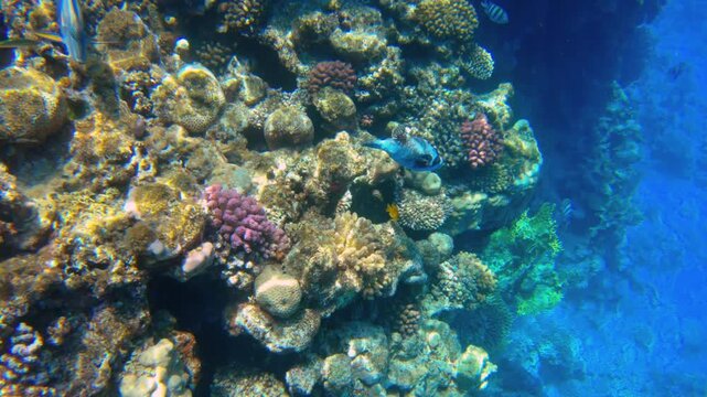 Underwater seascape on the coral reef in Red Sea, Egypt