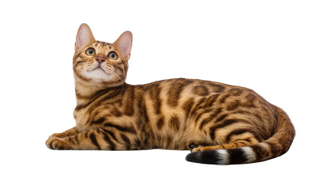 Brown spotted Bengal cat lying down looking upwards
