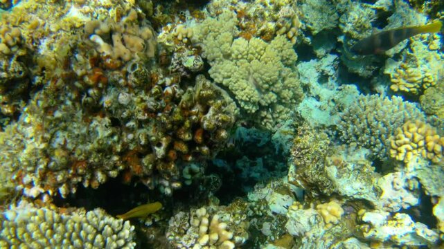 Underwater seascape on the coral reef in Red Sea, Egypt