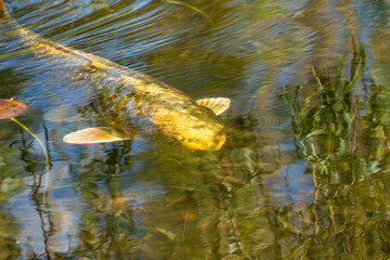Fototapeta premium Golden fish glides through calm, sunlit water. Ripples dance around its smooth, yellow scales. Green plants sway gently beneath the surface. Sunlight filters through, creating warm, glowing patterns