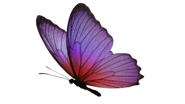 Purple red iridescent Morpho butterfly with delicate wing veins