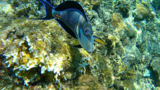 Underwater seascape on the coral reef in Red Sea, Egypt