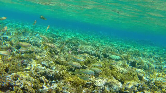 Underwater seascape on the coral reef in Red Sea, Egypt