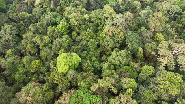 Aerial drone view of dense green forest canopy at Bukit Panchor.
