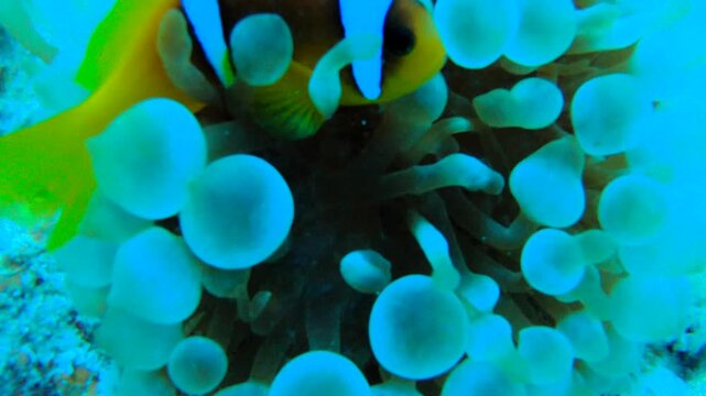 Amphiprion Bicinctus aka Red Sea Clownfish in Sea Anemone, Egypt