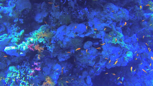 Underwater seascape on the coral reef in Red Sea, Egypt