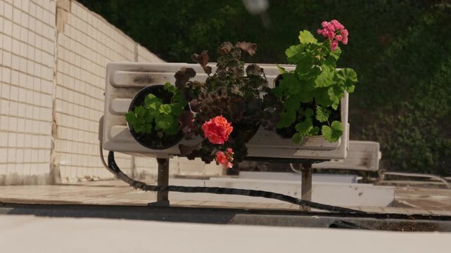 Blooming pink and red geranium flowers grow in pots placed on an outdoor air conditioner unit. The camera looks down at the urban garden setup against a tiled wall and green grass below.