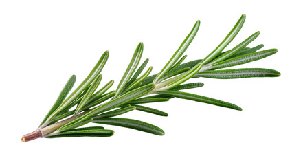 Fototapeta premium Fresh green Rosemary sprig with needle-like leaves and woody stem