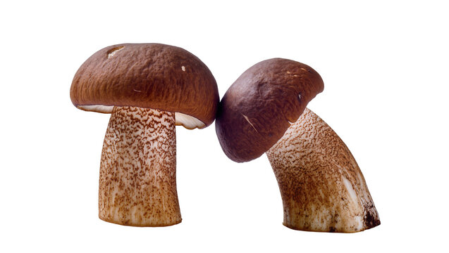 Brown Bolete Mushrooms with Spotted Caps and Stems