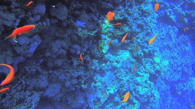 Underwater seascape on the coral reef in Red Sea, Egypt