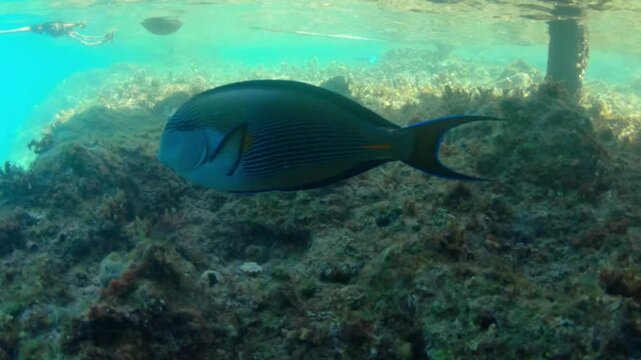 Underwater seascape on the coral reef in Red Sea, Egypt