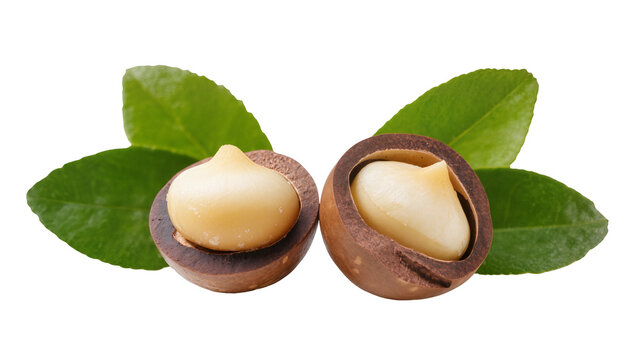 Split Macadamia Nuts with Green Leaves and Creamy Kernels
