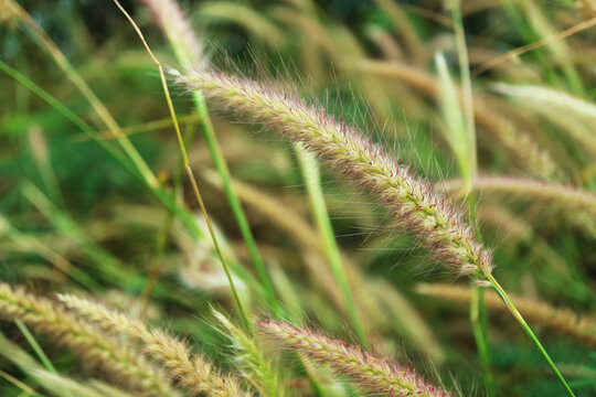 Foxtail grass sways in the wind, a humble bloom of strength and survival