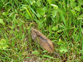 Fototapeta premium Striped field mouse (Apodemus agrarius) hiding in lush green grass with white daisy flowers. Cute wild rodent in its natural habitat.