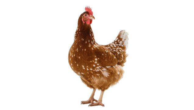 Brown speckled hen standing with white spotted plumage