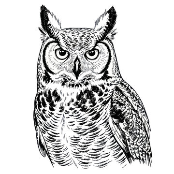 Detailed Hand-Drawn Great Horned Owl Portrait, Black and White Sketch