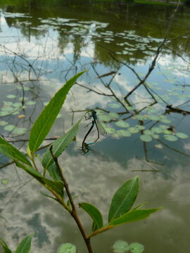 Mating pair of Blue-tailed damselflies (Ischnura elegans) forming a copulation wheel on a leaf above pond water. Insect reproduction biology.