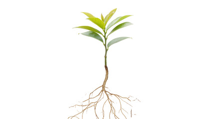 Young Green Sapling with Visible Roots and Leaves © Maros