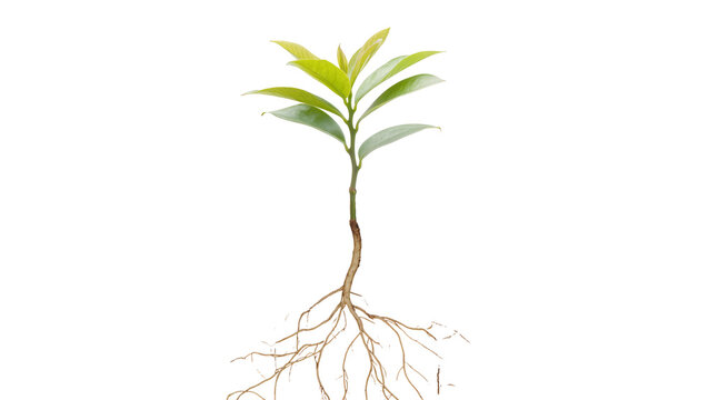 Young Green Sapling with Visible Roots and Leaves