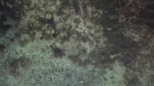 Aerial view shows a shallow coral reef with an irregular pattern, where algae and new corals are scattered among the rocks in the clear seawater. Drone, aerial
