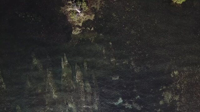 Aerial view shows a shallow coral reef with an irregular pattern, where algae and new corals are scattered among the rocks in the clear seawater. Drone, aerial