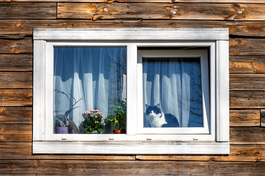 Domestic tuxedo cat looking out of white frame window in wooden house. Cozy rustic cottagecore lifestyle background with copy space