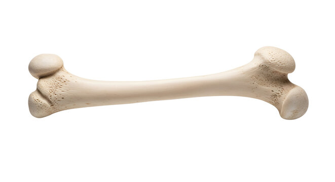 Long bone anatomy in neutral studio lighting against black backdrop for skeletal system study and medical educational resources