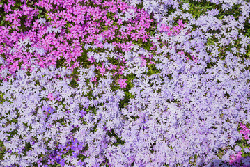 Obraz premium Flowering cushion phlox in shades of pink. Ground cover perennial in spring.