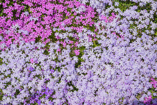 Flowering cushion phlox in shades of pink. Ground cover perennial in spring.