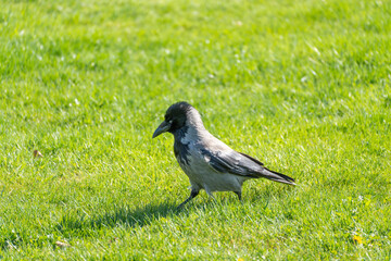Obraz premium Black bird stands on vibrant green grass. Sunlight casts soft shadows across the lawn. Crested crow moves cautiously, eyes alert. Natural setting suggests peaceful daytime. Ideal for nature, wildlife