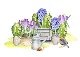 spring garden composition of lilac crocuses, blue hyacinth, snowdrops, flowers in wooden box, pots, vintage watering can, bird, cute snail on fresh grass, hand drawn watercolor Easter illustration © TATIANA