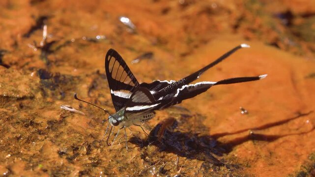 A swallowtail butterfly White dragontail, Lamproptera curius in the coastal rain forest of Thailand sucks iron oxide as micronutrient from a stream and sprays liquid with a pheromone