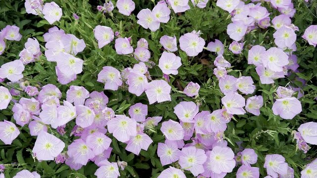 Pink evening primrose blooms along the Mediterranean shoreline in spring, swaying strongly in the wind on a coastal landscape.