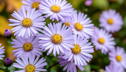 Obraz premium Cluster of lavender aster flowers with golden centers in lush garden.