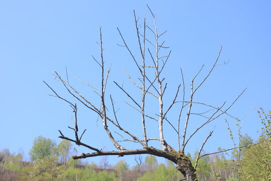 Dry Quercus macrocarpa branch.