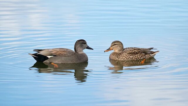 two gadwall duck on tranquil lake surface video