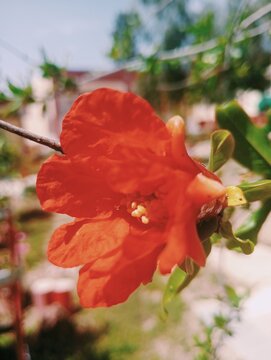 Close up of vibrant red pomegranate flower Punica granatum on a branch
