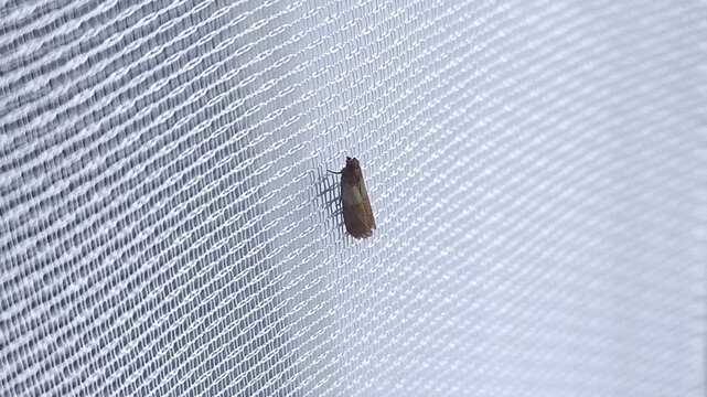 Indianmeal moth on white tulle in the home close-up. Butterflies of the family Tineola bisselliella.