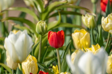 Fototapeta premium Red tulip blooms bright amid soft white and yellow flowers. Green stems rise tall against blurred garden background. Sunlight glows gently on petals, enhancing natural colors