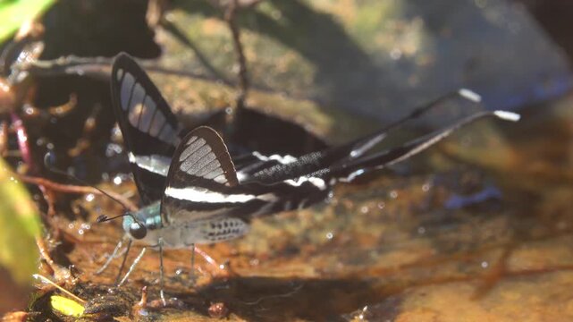 A swallowtail butterfly White dragontail, Lamproptera curius in the coastal rain forest of Thailand sucks iron oxide as micronutrient from a stream and sprays liquid with a pheromone