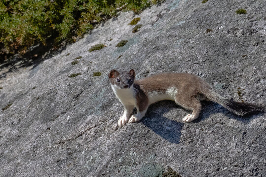 Stoat (Mustela erminea) on rocky surface, alert wild ermine in natural habitat, Norway wildlife
Stoat (Mustela erminea) standing alert on a rocky surface in its natural habitat, photographed in Norway
