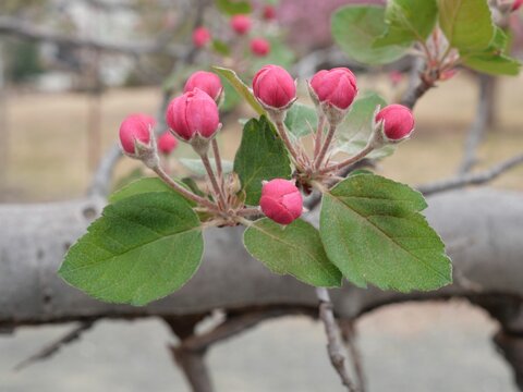 Pink Brandywine Crabapple Buds (Malus &lsquo;Brandywine&rsquo;) Before Bloom, Colorado Early Spring
