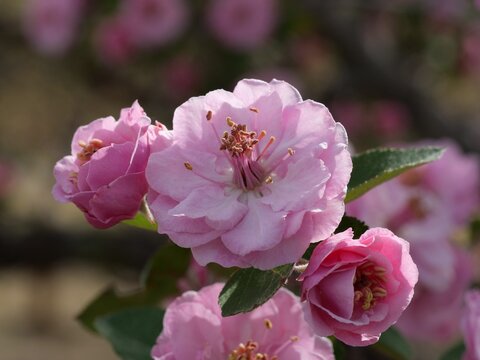 Pink Brandywine Crabapple Blossoms (Malus &lsquo;Brandywine&rsquo;) in Bloom, Colorado, Early Spring